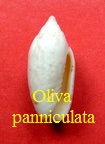 Oliva (Actuoliva) panniculata, Duclos 1835